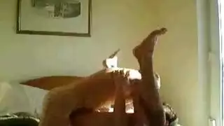 قضيب حصان وحشي يضرب فتاة محلوقة